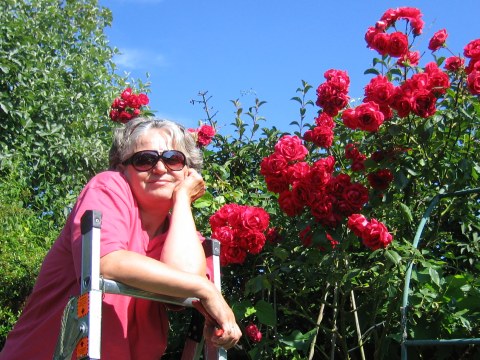 red climbing roses and gardener, Georgeta, up a ladder